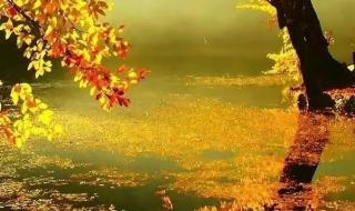 秋天的句子短句唯美 享受秋天的唯美句子